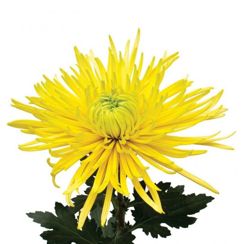 Crisantemo 'Saffina Yellow'