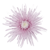Crisantemo 'Cipria'