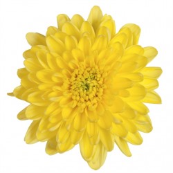 Crisantemo'Rossano Yellow'