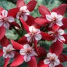 Ciclamino 'Djix Wine Red'