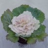 Cavolo Ornamentale 'Pigeon Victoria'