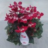 Ciclamino 'Djix Wine Red'