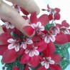 Ciclamino 'Djix Wine Red'
