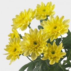 Crisantemo 'Baltica Yellow'