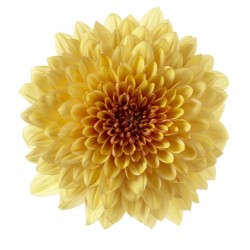 Crisantemo 'Dante Yellow'