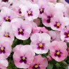 Miniviola 'Milionflora Pink Beb'