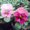 Miniviola 'Milionflora Pink Beb'