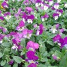 Miniviola 'Corina Purple Ice'