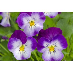 Miniviola 'Corina Purple Ice'