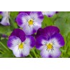 Miniviola 'Corina Purple Ice'