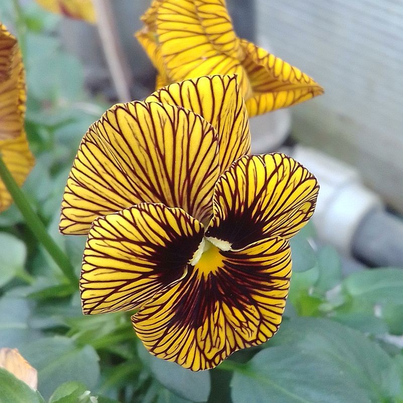 Miniviola 'Tiger Eye'