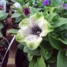 Petunia 'Fresca Nera'
