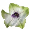 Petunia 'Fresca Nera'