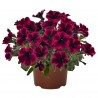 Petunia 'Sweetunia Suzie Storm'