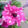 Petunia 'Pixel'