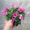 Petunia 'Pixel'