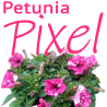 Petunia 'Pixel'