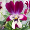 Miniviola 'Bunny Ears'