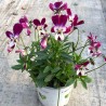 Miniviola 'Bunny Ears'