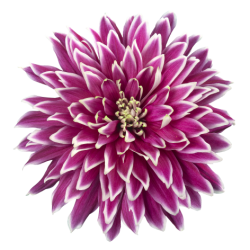 Crisantemo 'Typhoon'
