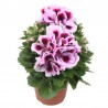 Geranio Macrantha 'Elegance Emma'