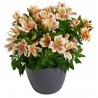 Alstroemeria 'Inticancha Sunset'
