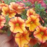 Calibrachoa 'Mini Famous Neo Red Yellow'