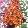 Calibrachoa 'Mini Famous Neo Red Yellow'