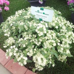 Verbena 'Vanessa Compact Lime'