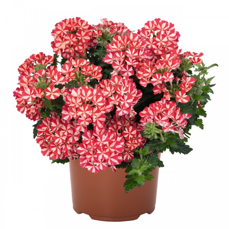 Verbena 'Empress Flair Red Star'