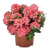 Verbena 'Empress Flair Red Star'