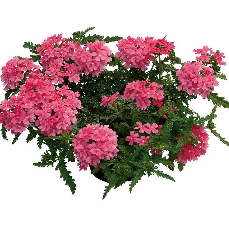 Verbena 'Vepita Pink'