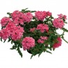 Verbena 'Vepita Pink'