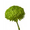 Crisantemo 'Bombellini'