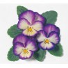 Viola 'Ultima Radiance Deep Blue '