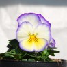 Viola 'Ultima Radiance Deep Blue '