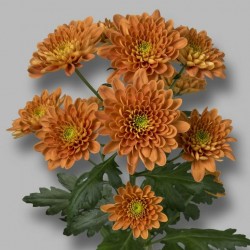 Crisantemo 'Bonita Orange'