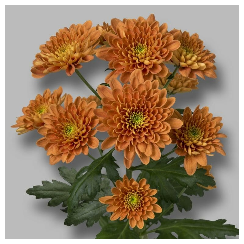 Crisantemo 'Bonita Orange'