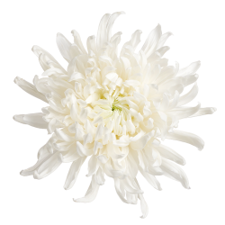 Crisantemo 'Skystar'