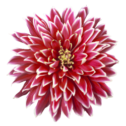 Crisantemo 'Typhoon Red'