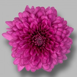 Crisantemo 'Lamira'