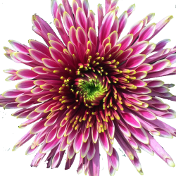 Crisantemo 'Tula Starletta'