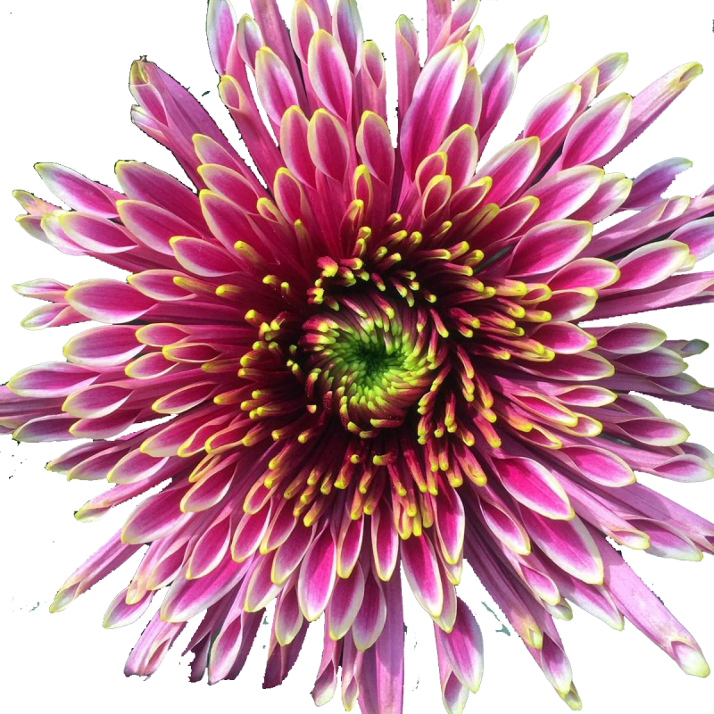 Crisantemo 'Tula Starletta'