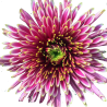 Crisantemo 'Tula Starletta'