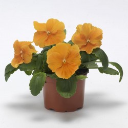 Viola Ricadente 'Top Wave...