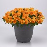 Viola Ricadente 'Top Wave Orange'