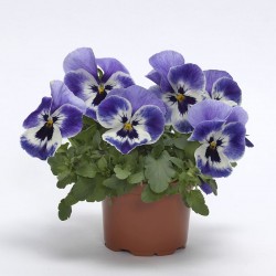 Viola Ricadente 'Top Wave...