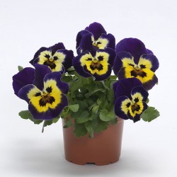 Viola Ricadente 'Top Wave...