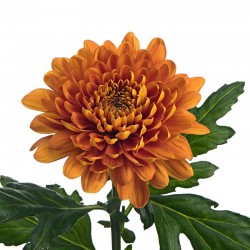 Pianta di Crisantemo...