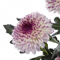 Pianta di Crisantemo 'Abbey'